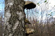 36 Funghi su betulla